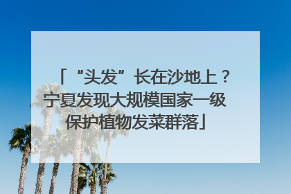“头发”长在沙地上？宁夏发现大规模国家一级保护植物发菜群落