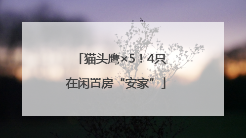 猫头鹰×5！4只在闲置房“安家”