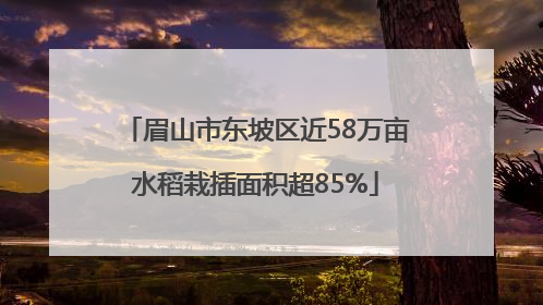 眉山市东坡区近58万亩水稻栽插面积超85%