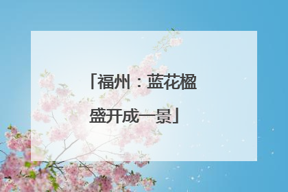 福州：蓝花楹盛开成一景