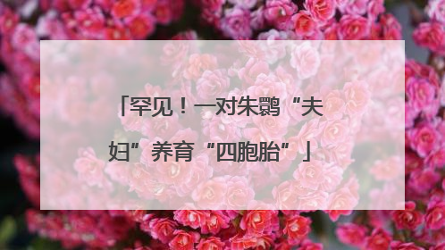 罕见！一对朱鹮“夫妇”养育“四胞胎”