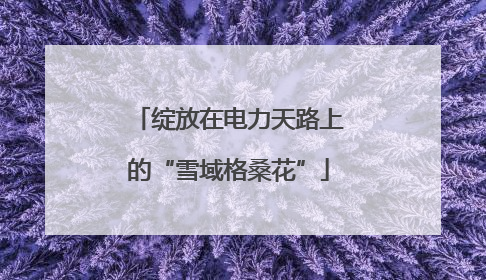 绽放在电力天路上的“雪域格桑花”