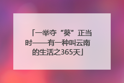 一举夺“葵”正当时——有一种叫云南的生活之365天