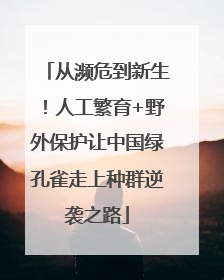 从濒危到新生！人工繁育+野外保护让中国绿孔雀走上种群逆袭之路
