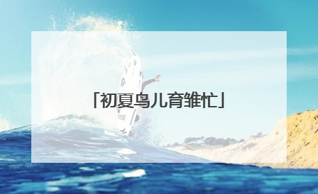 初夏鸟儿育雏忙
