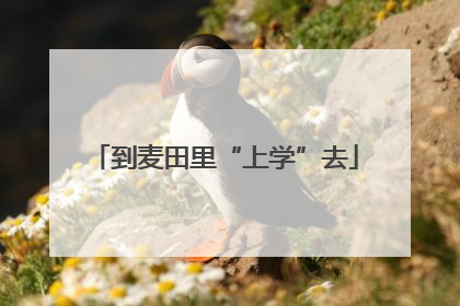 到麦田里“上学”去