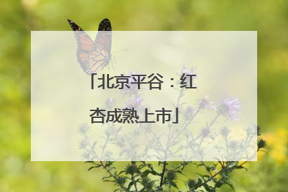 北京平谷：红杏成熟上市