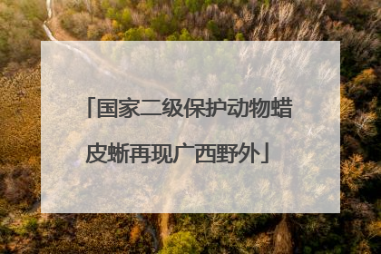 国家二级保护动物蜡皮蜥再现广西野外