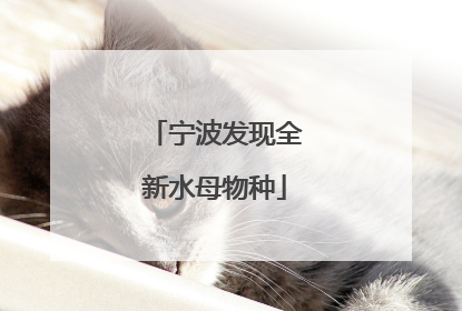 宁波发现全新水母物种