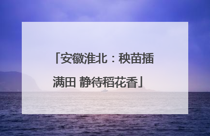 安徽淮北：秧苗插满田 静待稻花香