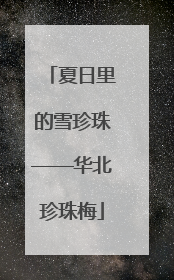 夏日里的雪珍珠——华北珍珠梅