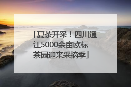 夏茶开采！四川通江5000余亩欧标茶园迎来采摘季