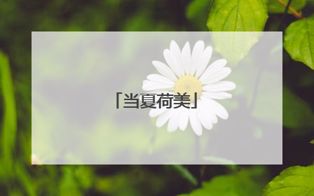 当夏荷美