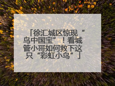徐汇城区惊现“鸟中国宝”！看城管小哥如何救下这只“彩虹小鸟”