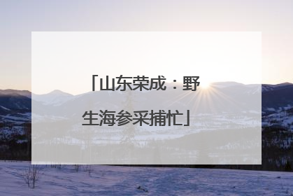 山东荣成：野生海参采捕忙