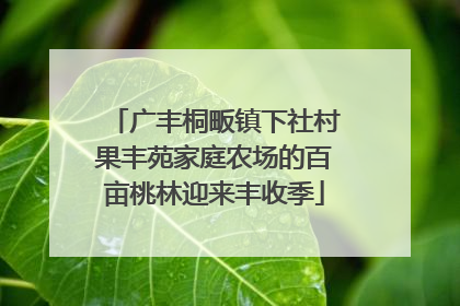 广丰桐畈镇下社村果丰苑家庭农场的百亩桃林迎来丰收季