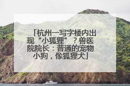 杭州一写字楼内出现“小狐狸”？兽医院院长：普通的宠物小狗，像狐狸犬