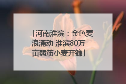 河南淮滨：金色麦浪涌动 淮滨80万亩弱筋小麦开镰