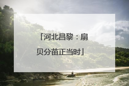 河北昌黎：扇贝分苗正当时