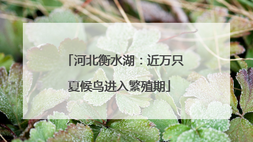 河北衡水湖：近万只夏候鸟进入繁殖期