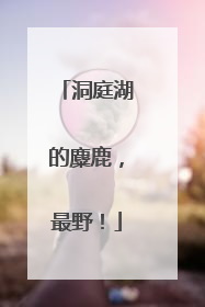 洞庭湖的麋鹿，最野！