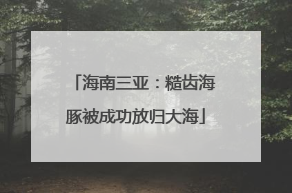 海南三亚：糙齿海豚被成功放归大海