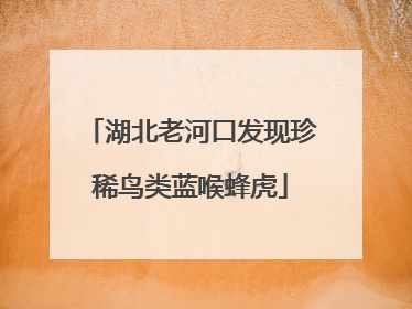 湖北老河口发现珍稀鸟类蓝喉蜂虎