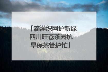 滴灌织网护新绿 四川旺苍茶园抗旱保茶管护忙