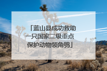蓝山县成功救助一只国家二级重点保护动物领角鸮