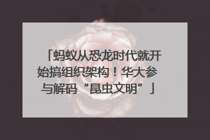 蚂蚁从恐龙时代就开始搞组织架构！华大参与解码“昆虫文明”