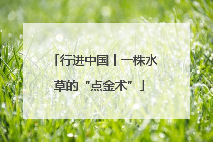 行进中国丨一株水草的“点金术”