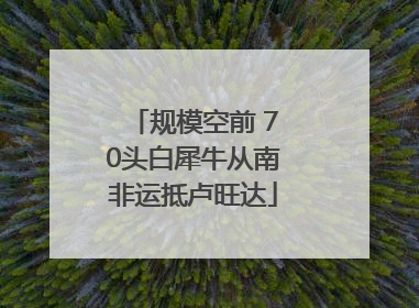 规模空前 70头白犀牛从南非运抵卢旺达