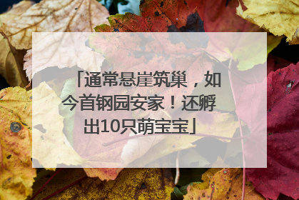 通常悬崖筑巢，如今首钢园安家！还孵出10只萌宝宝
