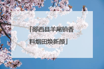 郧西县羊尾镇香料烟田焕新颜