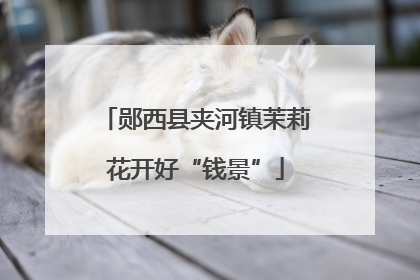郧西县夹河镇茉莉花开好“钱景”