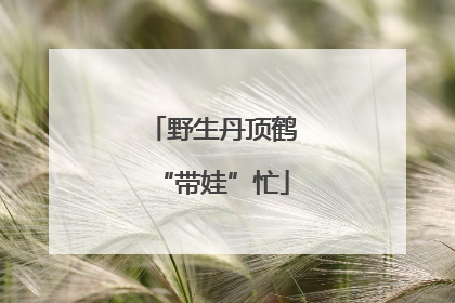 野生丹顶鹤“带娃”忙
