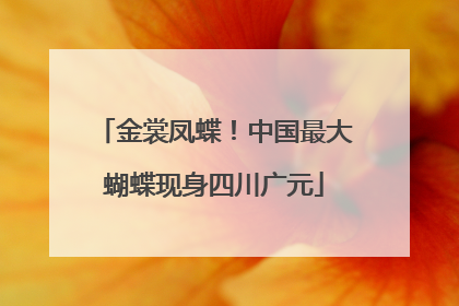 金裳凤蝶！中国最大蝴蝶现身四川广元