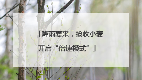 降雨要来，抢收小麦开启“倍速模式”