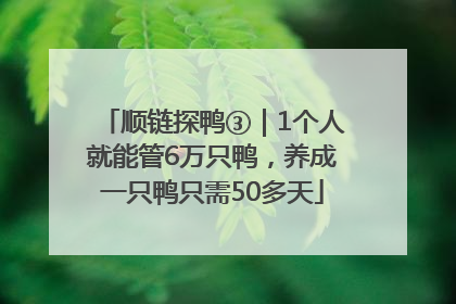 顺链探鸭③｜1个人就能管6万只鸭，养成一只鸭只需50多天
