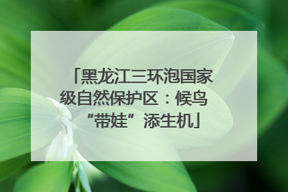 黑龙江三环泡国家级自然保护区：候鸟“带娃”添生机