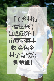 （乡村行·看振兴）江西彭泽千亩黄花菜丰收 金色乡村孕育致富新希望